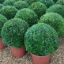Picture of box ball 40cm upto 100cm