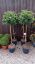 Picture of viburnum 1/2 standards 