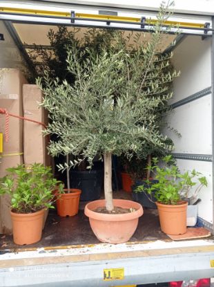 Picture of olive tree