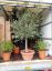 Picture of olive tree