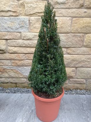 Picture of yew cone 60cm