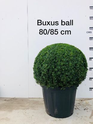 Picture of box ball 85cm