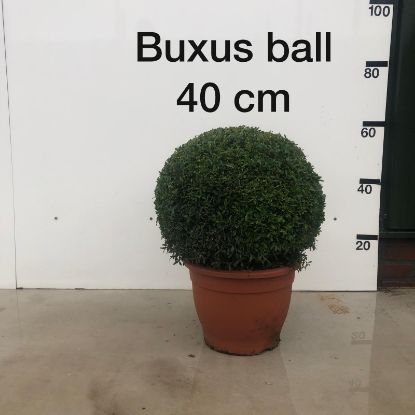 Picture of box ball 40cm