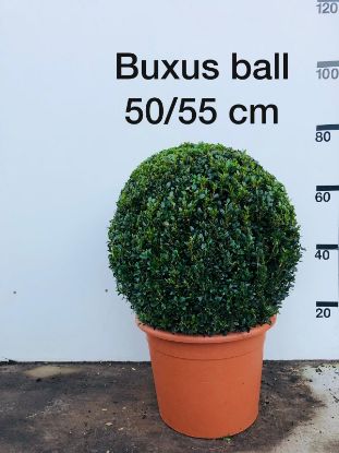 Picture of box ball 50cm