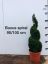 Picture of box sprial 100cm