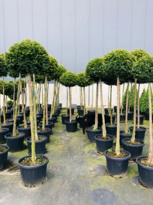 Picture of yew standards 200cm